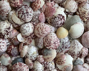 Conchas de vieira a granel: conchas naturales para artesanía en la playa - Hallazgos de la costa del Golfo