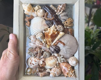 Marco de resina con conchas marinas: Conchas de la costa del Golfo de Florida, arena y madera flotante - 8,5 x 7,25