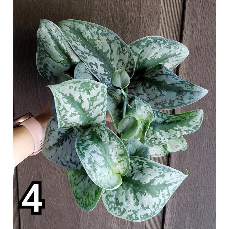 4 Live Satin Pothos Exotica Scindapsus Pictus Velvet Etsy