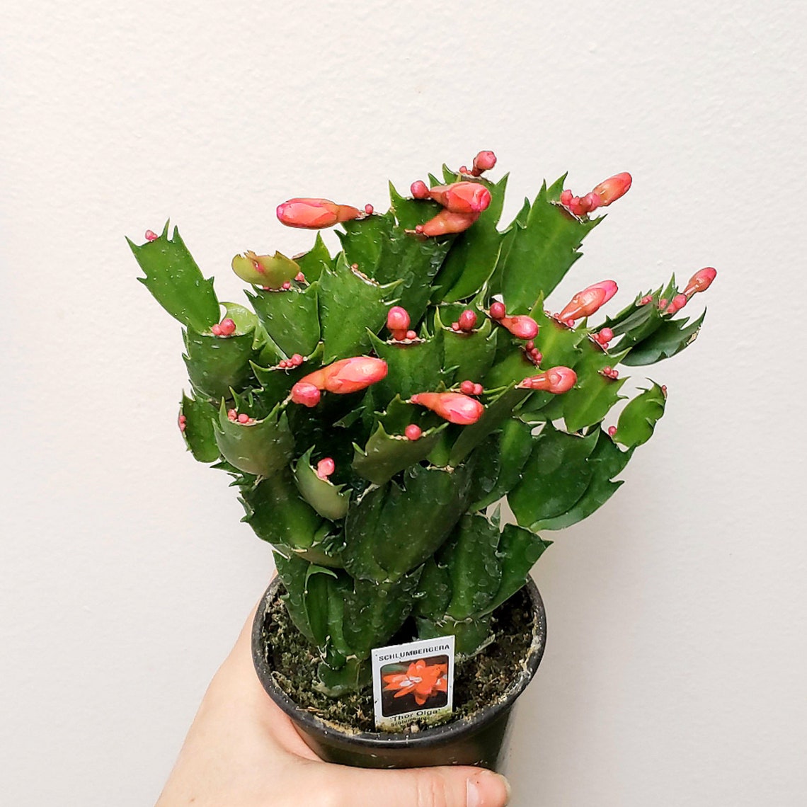 Live Christmas Cactus Exact Plant Zygocactus Schlumbergera Etsy