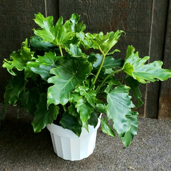 6" Philodendron Little Hope
