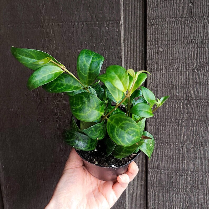 4 Black Pagoda Lipstick Plant | Etsy