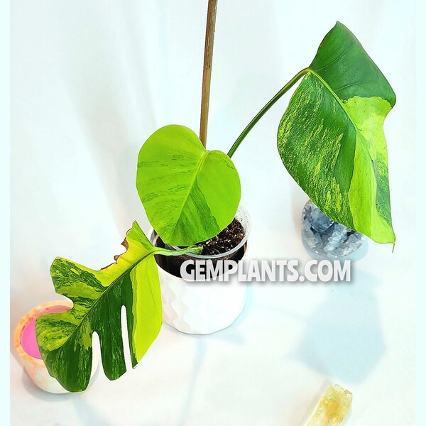 Monstera Marmorata Aurea, Rooted Three Leaf Plant, Exact Plant, US Seller, FREE HEAT Pack