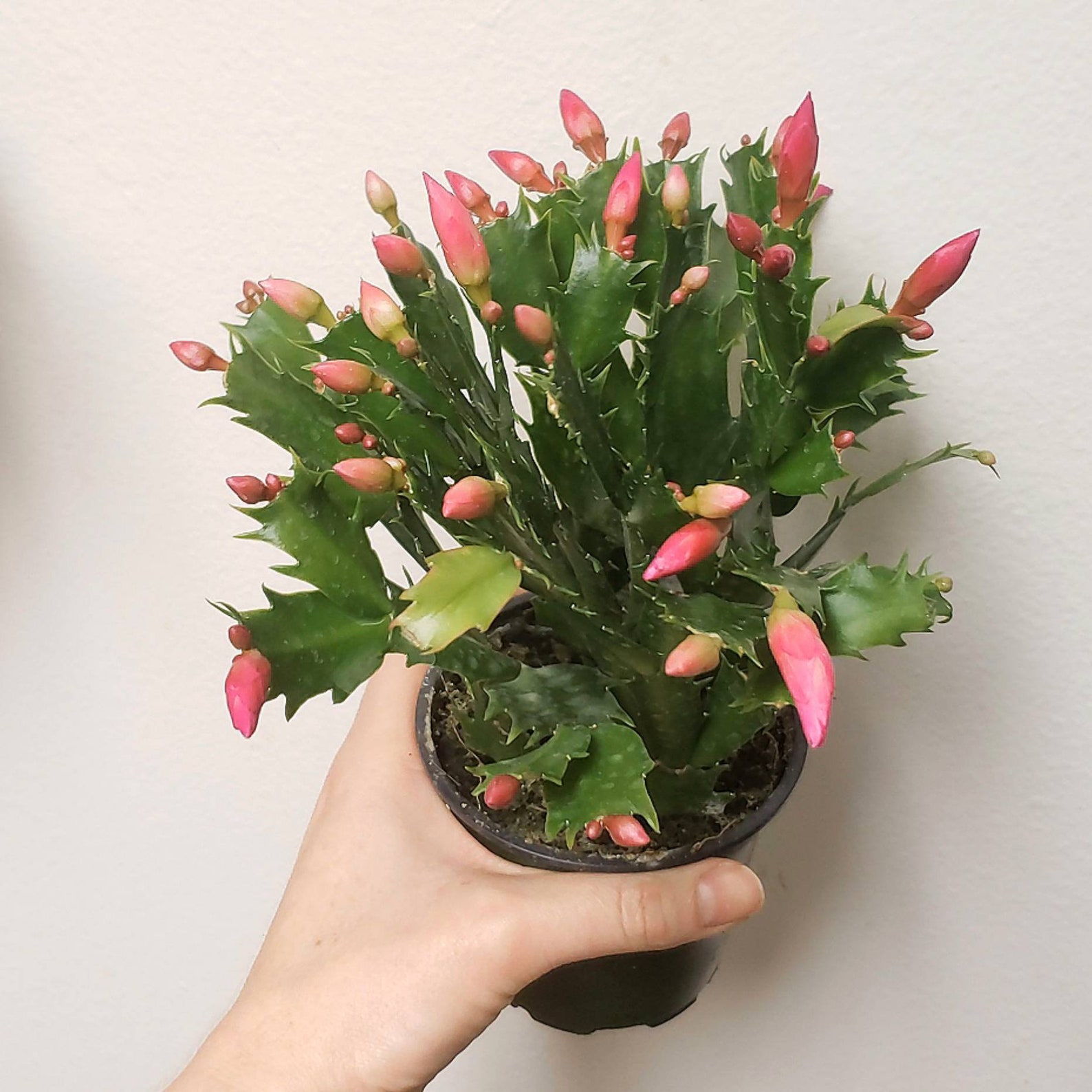 Live Christmas Cactus Exact Plant Zygocactus Schlumbergera Etsy