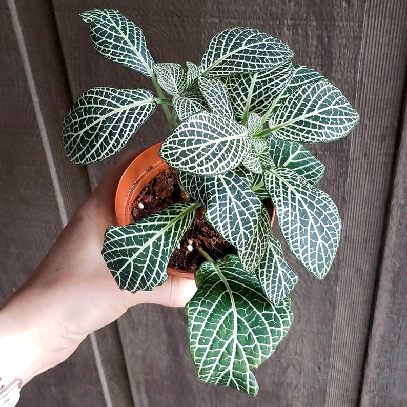 4 Large Fittonia Nerve Plant Green Etsy