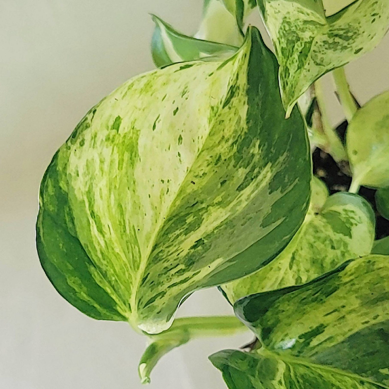 3 Manjula Pothos Plant Trailing Vining Variegated | Etsy