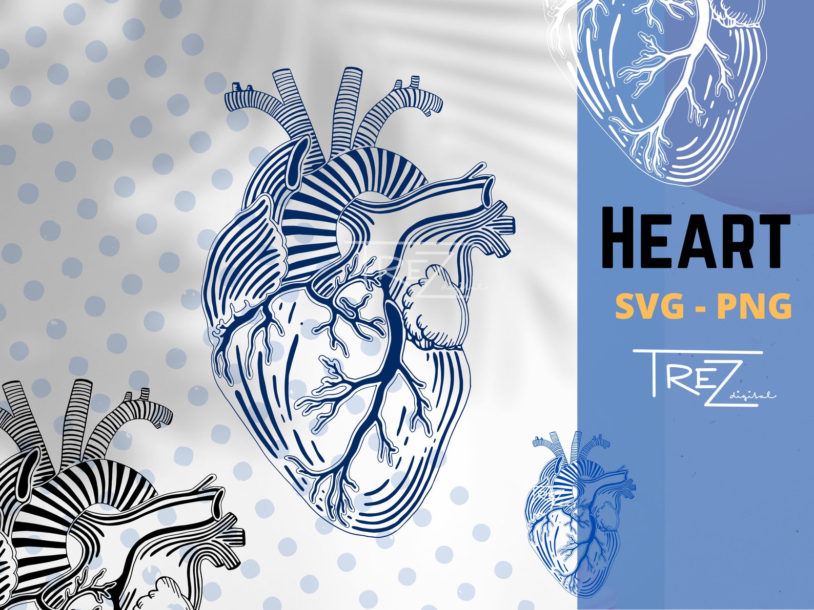 Realistic Human Heart Clipart, Cardiology SVG, Instant Digital Download ...