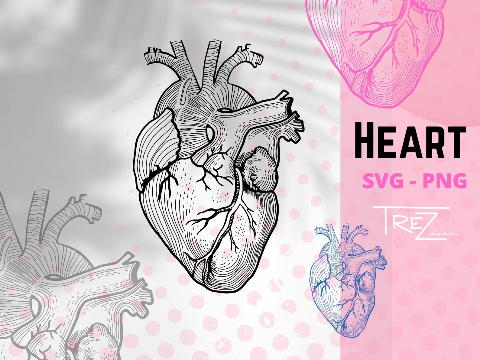 Realistic Human Heart Clipart, Cardiology SVG, Instant Digital Download ...