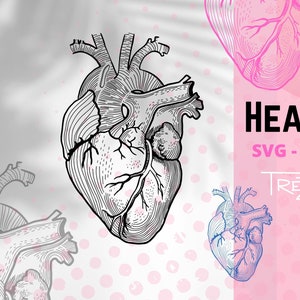 Imágenes prediseñadas de corazón humano realista, cardiología SVG, descarga digital instantánea, archivo de vector de corazón anatómico para sublimación, ilustración médica