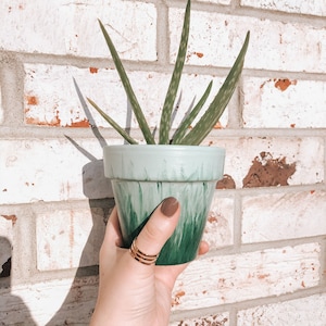 May include: A green and white painted terracotta pot with an aloe plant growing inside. The pot has a light green base and a darker green top with a white ombre effect.