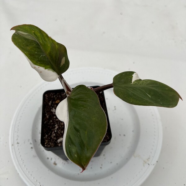 Philodendron White Knight Sellers choice