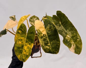 Variegated Burle Marx - 4" Pot - Seller'choice