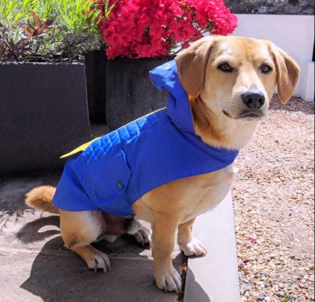 Medium Sized Lightweight Waterproof Dog Coat Etsy UK