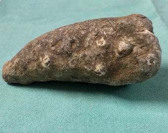 Authentic Rugosa large horn coral fossil 251-488 million years old from Whitewater Gorge, IN