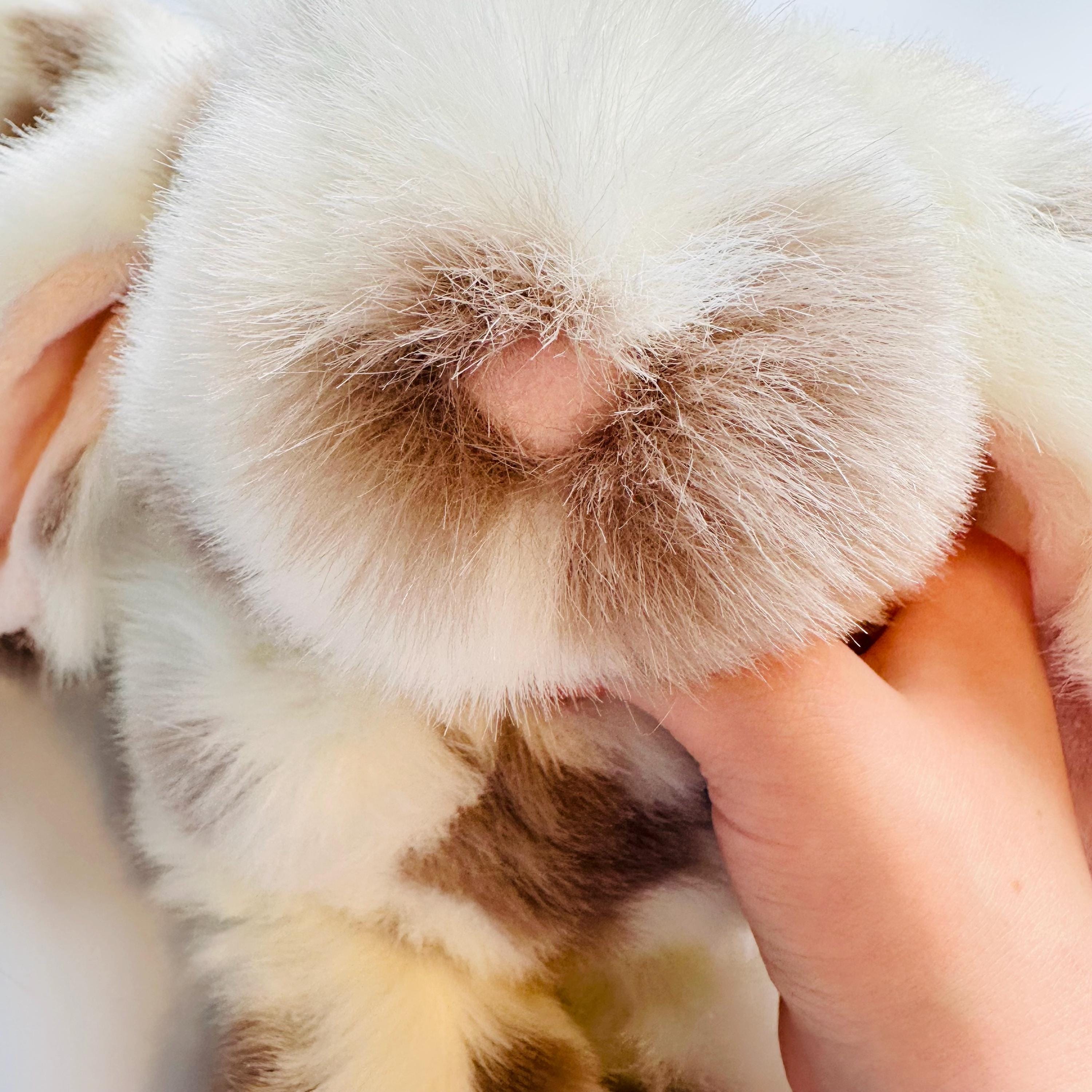 Large Soft Toy Rabbit Soft Large Rabbit Bunny Plush Toy - Etsy