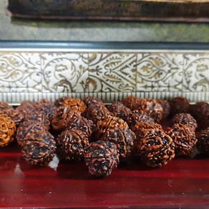 Natural 5 Face Loose Rudraksha  Beads ( Quantity 108 beads ) Size Approx. (20 mm)