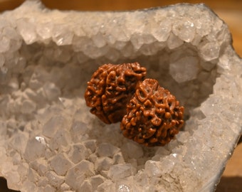 Natural Gauri Shankar Rudraksha: 10 Mukhi Uma Shankar, 31mm