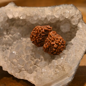 Natural Gauri Shankar Rudraksha: 10 Mukhi Uma Shankar, 31mm