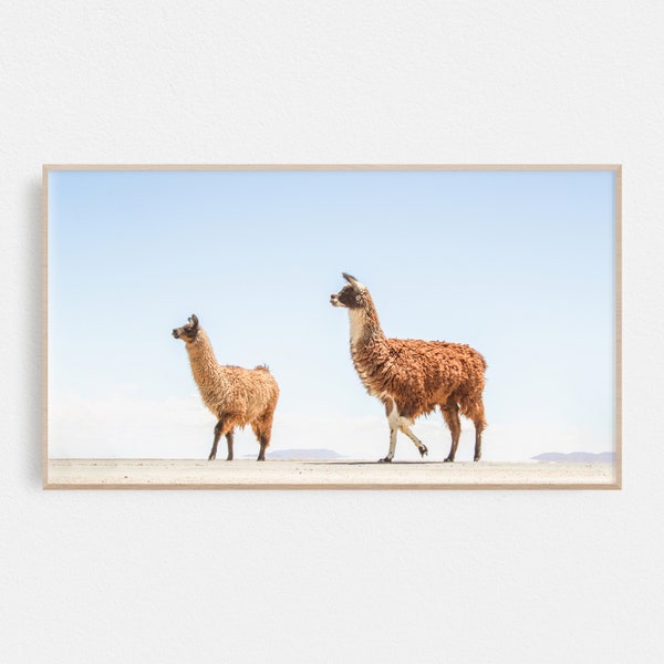 Llama Print | Samsung Frame TV Art | Desert Digital Art | Art Frame TV | Print for Digital TV | Instant Download