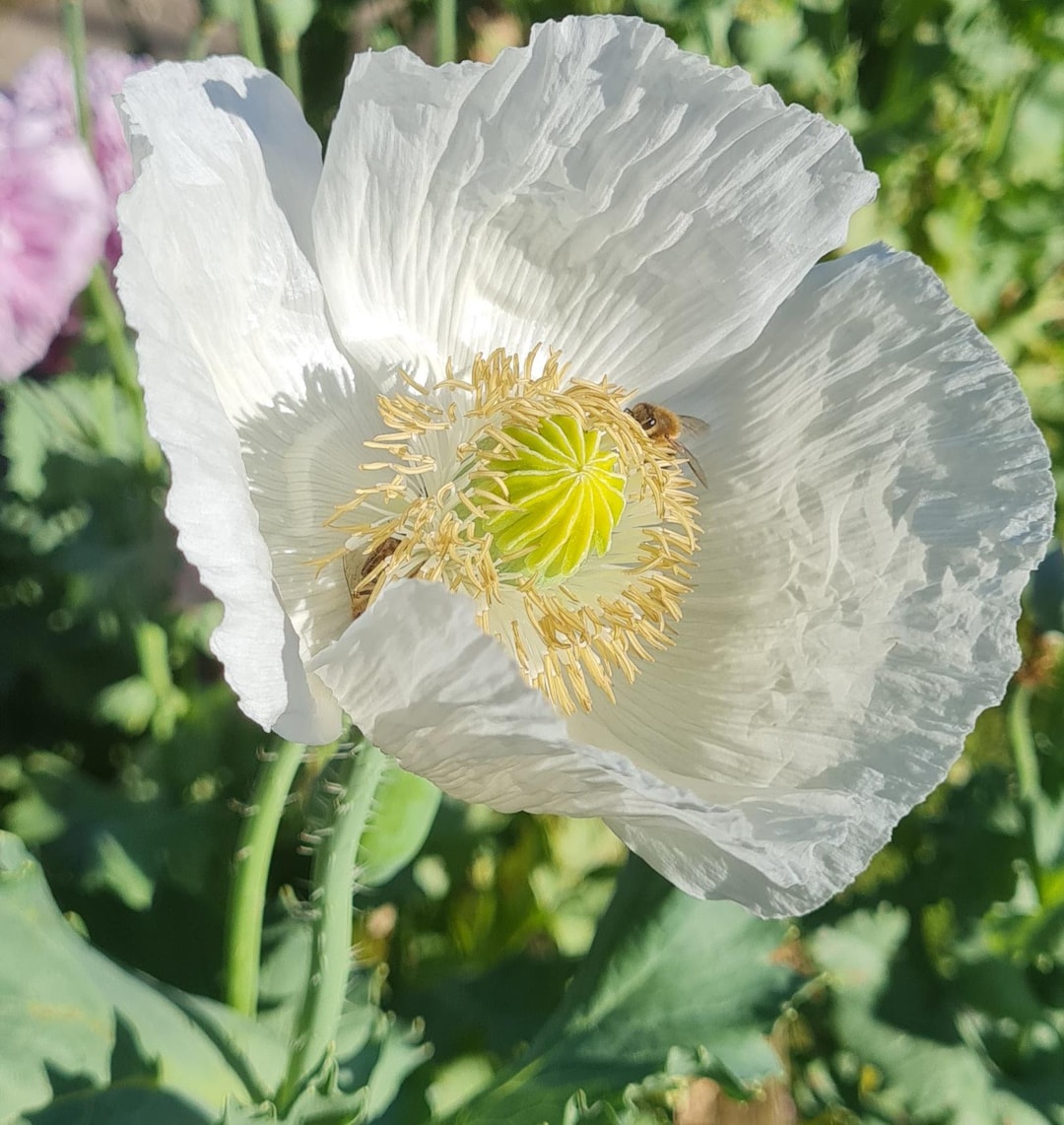 Gigantic Persian White Papaver Poppy Seeds X150-200 - Etsy Canada