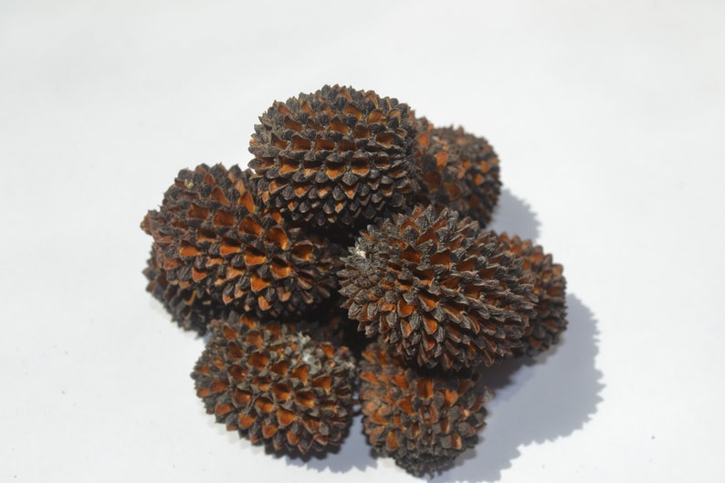 Drooping Sheoak Cone Nuts Native Australian Etsy