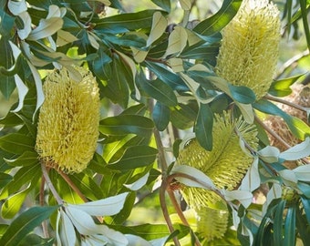 Coastal banksia banksia integrifolia native Australian hand harvested seeds x10