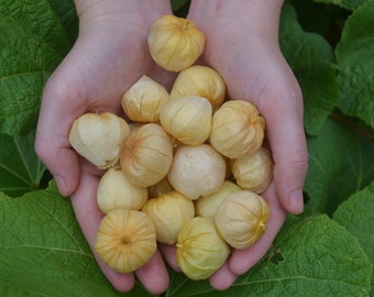 Tomatillo Mexikanische Tomate