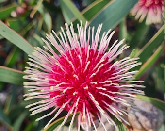 Hakea Laurina "pin cushion" native Australian seeds x5