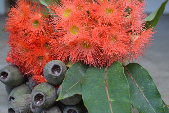 Corymbia Ficifolia Red and Orange Flowering Gum Native Australian X15 -   Canada