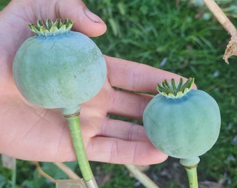 Gigantic White Persian poppy seeds Papaver Somniferum last of stock for season X150-200