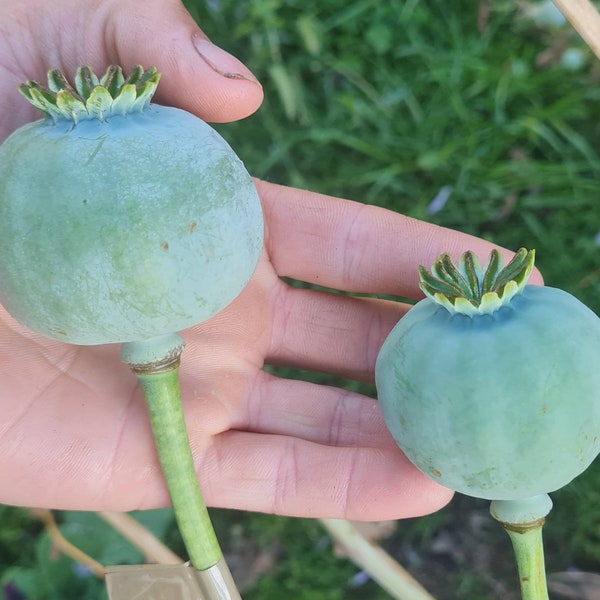 Gigantesques graines de pavot de Perse blanches Papaver Somniferum : dernier stock pour la saison X150-200