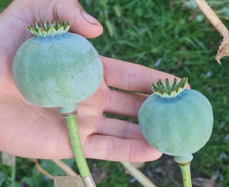 Gigantic White Persian poppy seeds Papaver Somniferum last of stock for season X150-200 zdjęcie 1