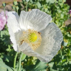 Gigantic White Persian poppy seeds Papaver Somniferum last of stock for season X150-200 zdjęcie 2