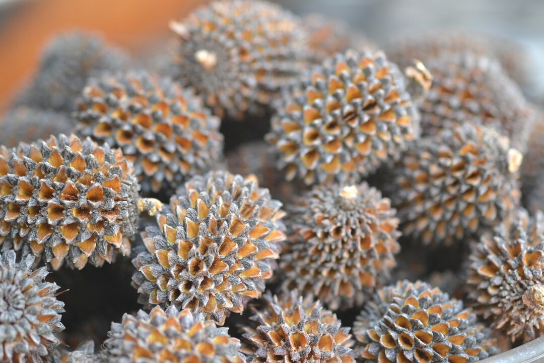 Drooping Sheoak Cone Nuts Native Australian Etsy