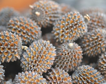 drooping Sheoak cone nuts native Australian