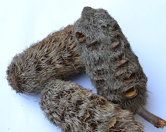 Very large cut leaf Banksia pods closed with seeds