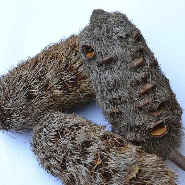 Very large cut leaf Banksia pods closed with seeds