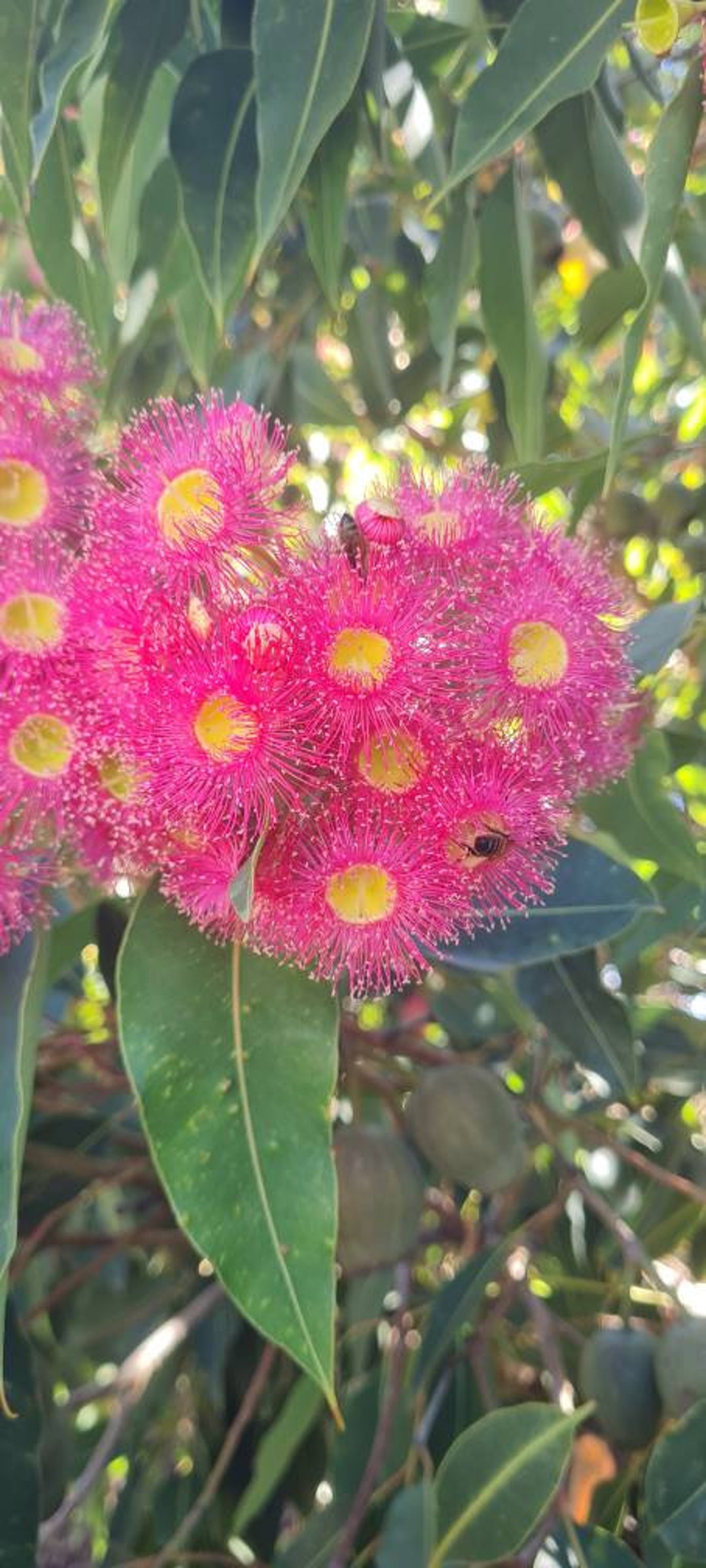 Corymbia Ficifolia Pink Flowering Gum Native Australian X6 -  Canada