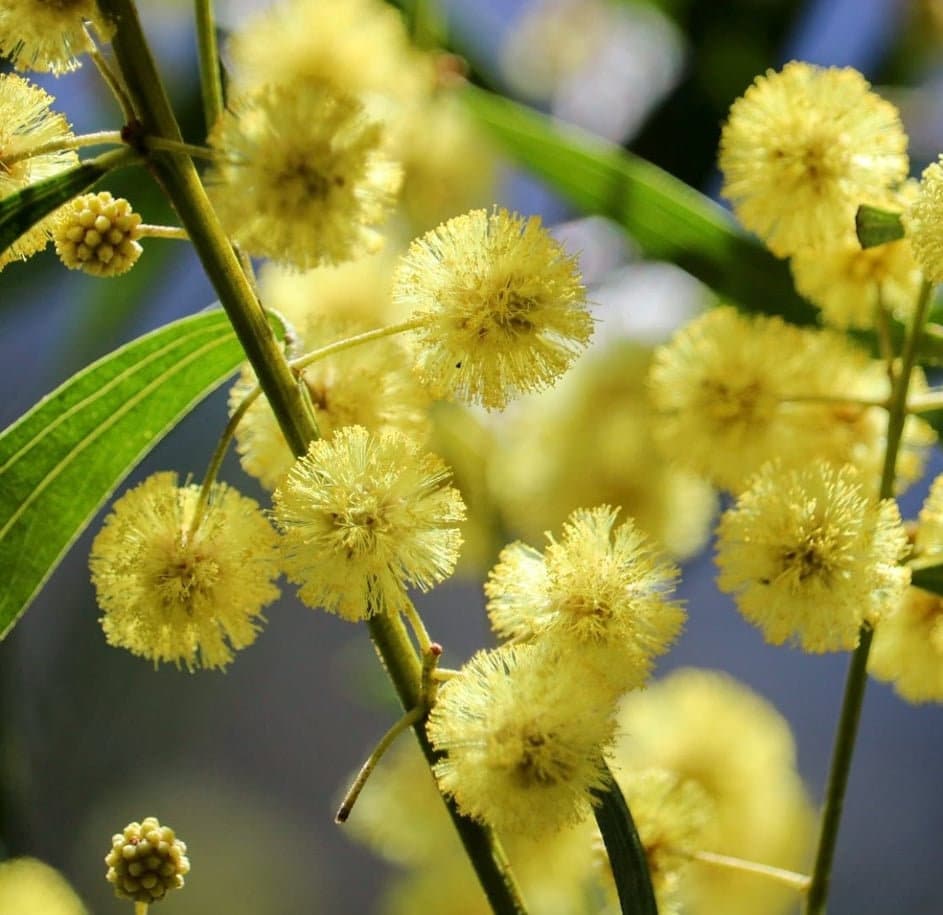 ACACIA Paraguay: Puño Ingles Tactico