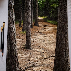 May include: A jigsaw puzzle depicting a forest path lined with tall, dark brown trees. The path is covered in brown pine needles and roots. The image is a close-up of the path and trees.