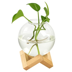 May include: A clear, spherical glass terrarium with a green plant inside, set on a natural wood stand. The plant has several green leaves and stems. The terrarium is filled with water.
