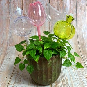 Könnte beinhalten: Eine Topfpflanze mit grünen Blättern und dekorativen Bewässerungskugeln aus Glas in Form einer Tulpe, eines Vogels und einer Kugel. Der Topf ist dunkelbraun und der Hintergrund helles Holz.