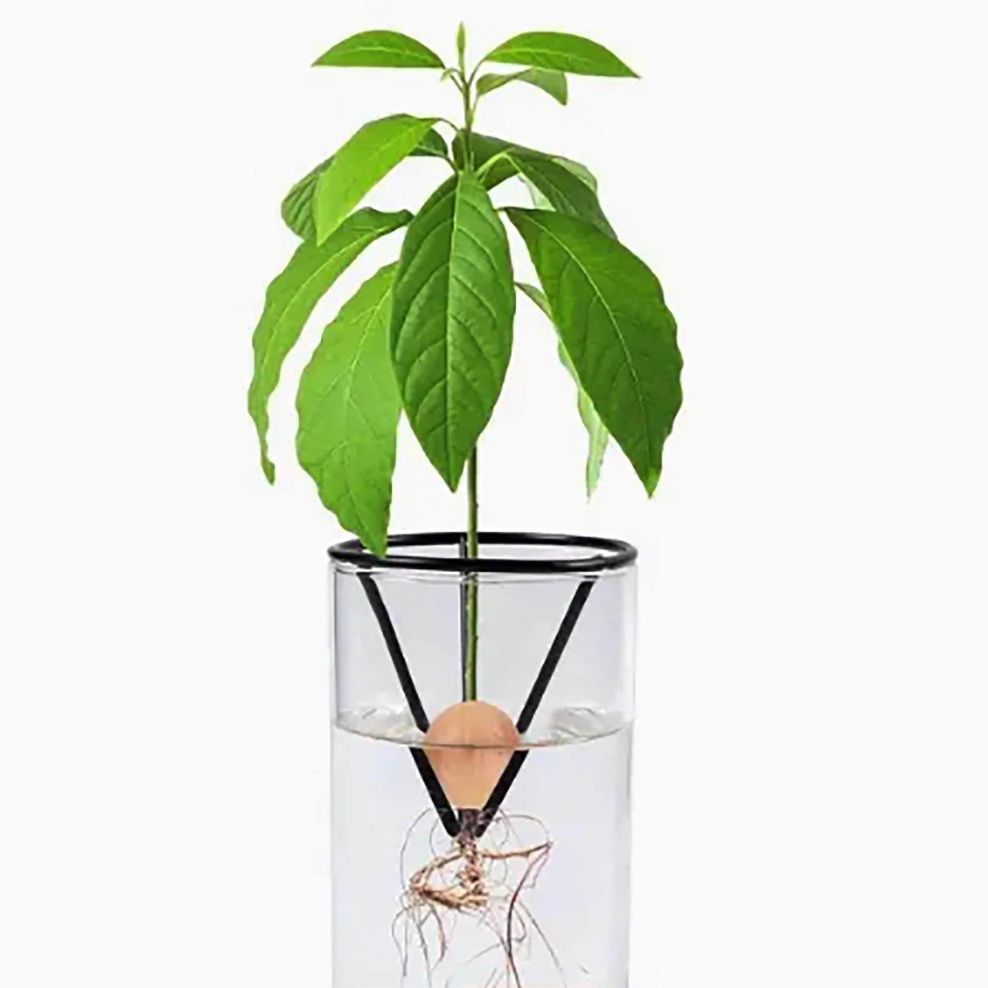 Avocado bonsai - Etsy sterreich