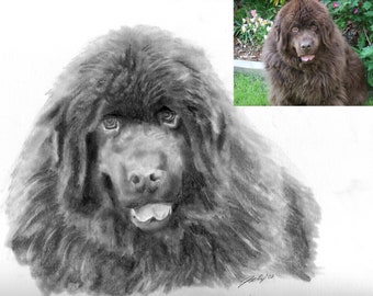 Custom pencil drawing from your photo of your Pet 9"x12"