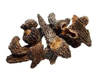 Morilles sauvage du Canada séchées qualité premium Morchella Conica