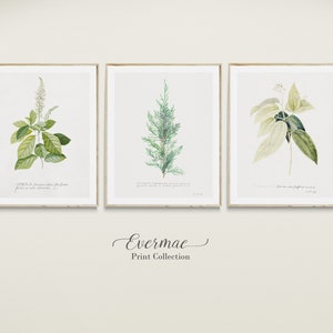 Set of Three Vintage Botanical Gallery Wall Art Prints | DIGITAL DOWNLOAD | Green Foliage - Juniper, Cinnamon, Spirea