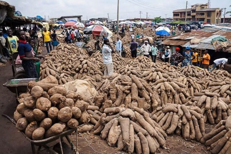 Tubos africanos Yam/GHANA BLANCO YAMS Ghana Pona Yams Yams Etsy