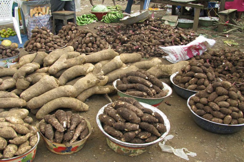 African Yam TubersGHANA WHITE YAMS Ghana Pona Yams White Etsy