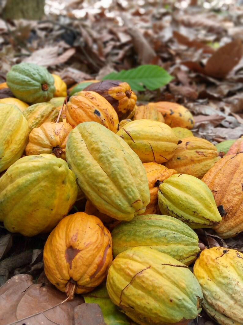 Fresh cocoa pods for planting. Each pod contains about 20 Etsy