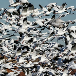 Könnte beinhalten: Eine große Gruppe weißer Vögel mit schwarzen Flügelspitzen im Flug vor blauem Himmel. Die Vögel sind dicht gepackt und erzeugen eine dynamische und visuell beeindruckende Szene. Das Bild zeigt die Vögel in verschiedenen Flugphasen.